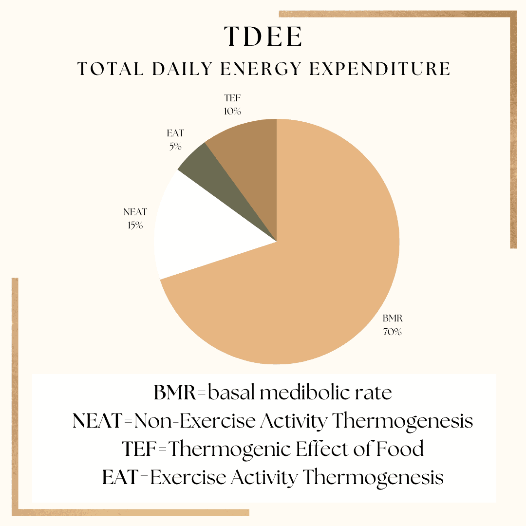 Featured image for BMR vs TDEE: Explained Simply